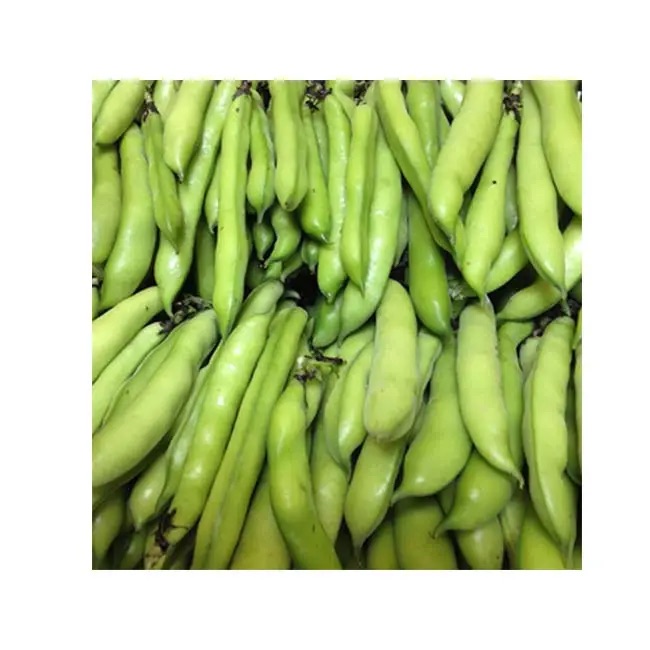High Quality Fresh Broad Beans Dried Vegetables and Fava Beans Wholesale Exporters Price