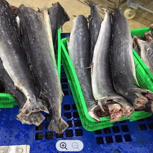 Frozen Sailfish South Africa Wholesale Frozen Sailfish Frozen Sailfish Price