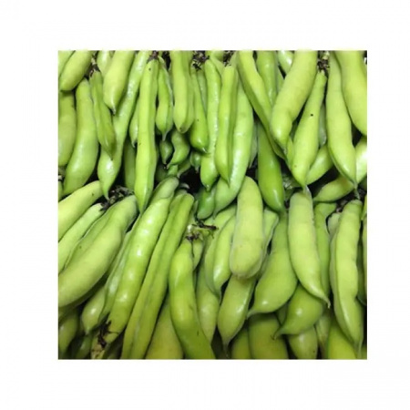 High Quality Fresh Broad Beans Dried Vegetables and Fava Beans Wholesale Exporters Price